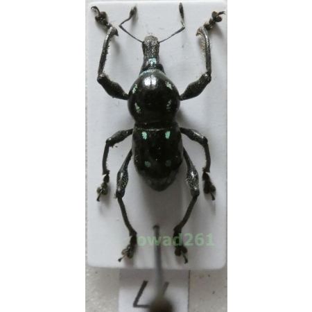 Metapocyrtus rufipes (G.R.Waterhouse, 1843) male Philippines77